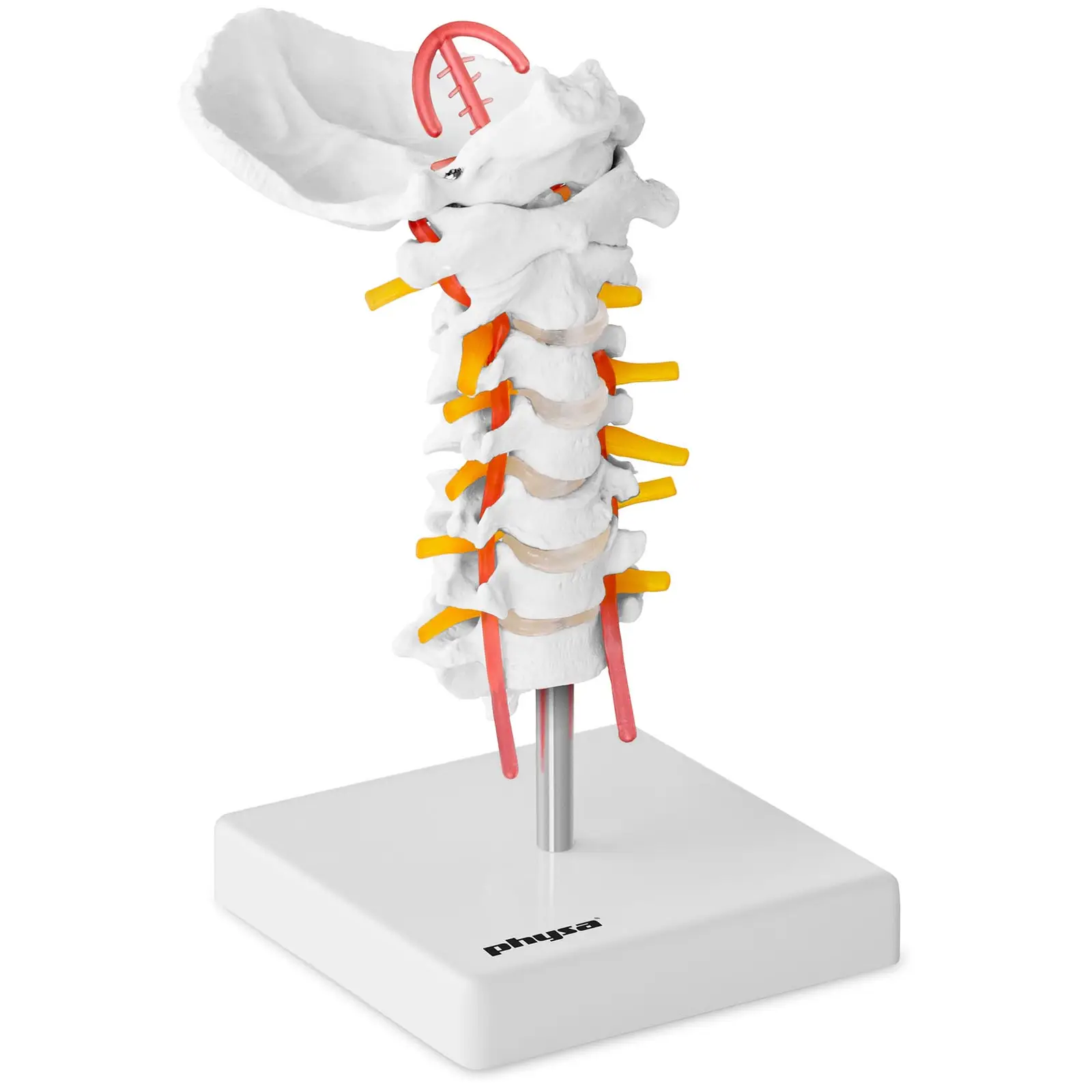 Model de coloană vertebrală cervicală - la scară naturală
