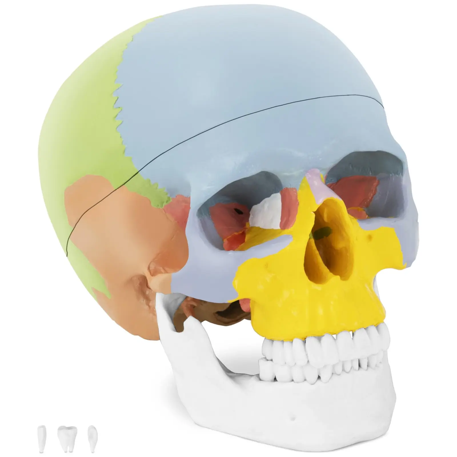 Model de craniu - colorat